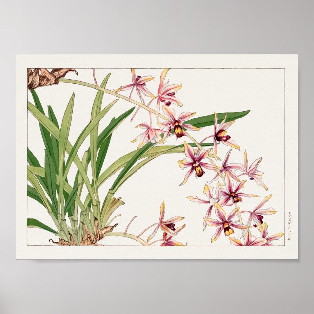 Poster Cymbidium por Tanigami Konan (Frente)