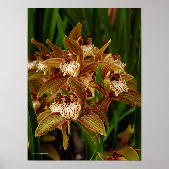 Poster Cymbidium tracyanum (Frente)