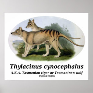 Pôster Cynocephalus do Thylacinus (tigre ou lobo