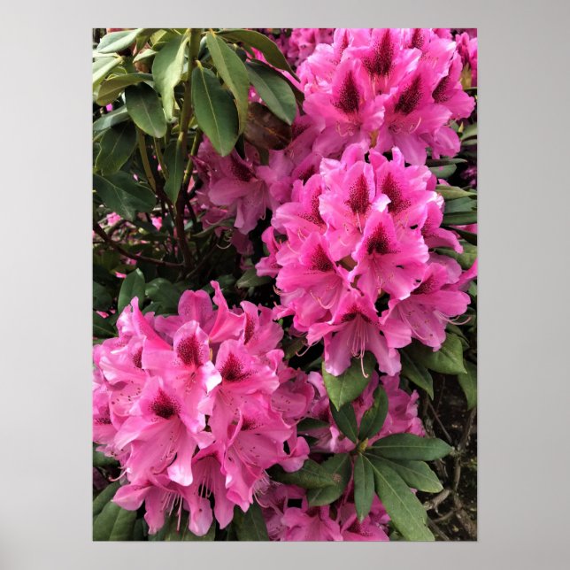 Poster Cynthia Rhododendrons, Oregon (Frente)