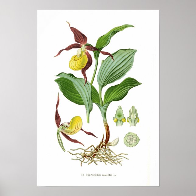 Pôster Cyprepedium calceolus (Frente)
