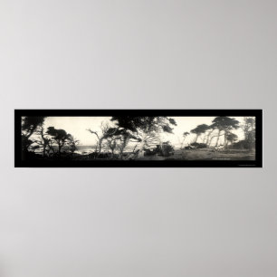 Pôster Cypress Point Monterey Foto 1907