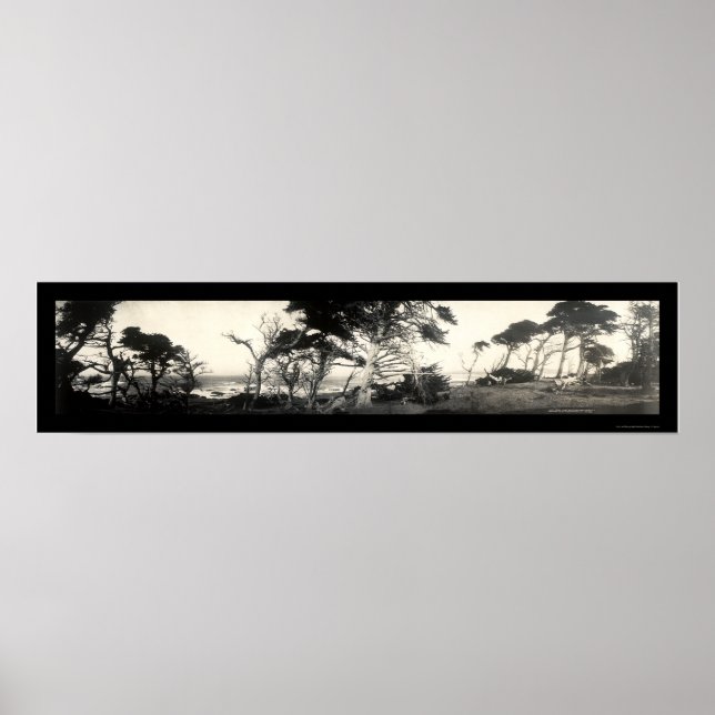 Pôster Cypress Point Monterey Foto 1907 (Frente)