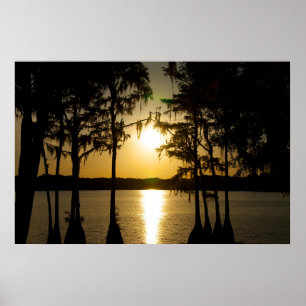 Poster Cypress Sunset