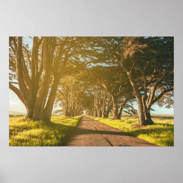 Poster Cypress Tunnel Point Reyes National Seashore (Frente)