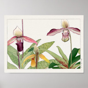 Poster Cypripedium de Tanigami Konan