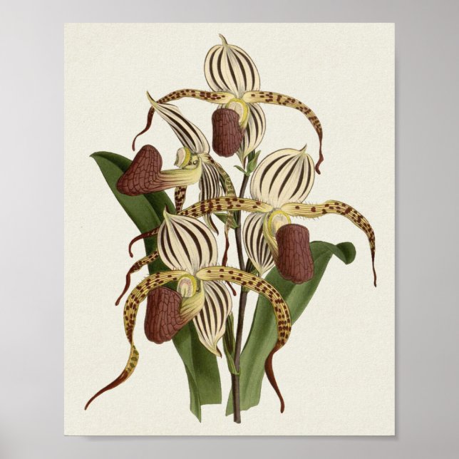 Poster Cypripedium Stonei (Frente)