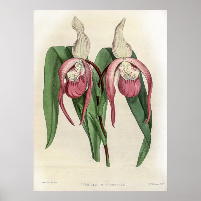Poster Cyprus Schroderae Orchid (Frente)