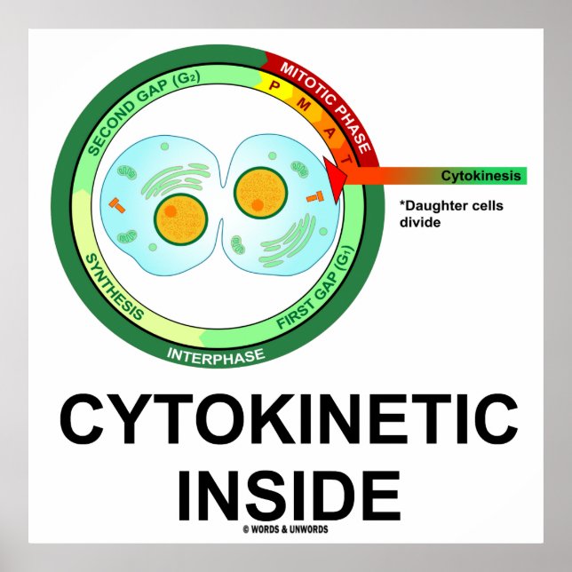 Poster Cytokinetic Inside (Cytoplasm Division Mitosis) (Frente)