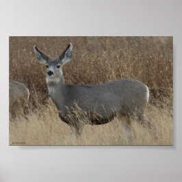 Pôster D14 Mule Deer Doe