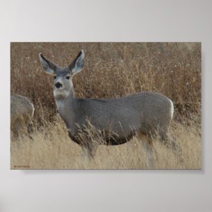 Pôster D14 Mule Deer Doe