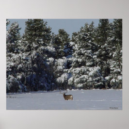 Poster D17 Mule Deer Buck em Snowy SpruceTrees