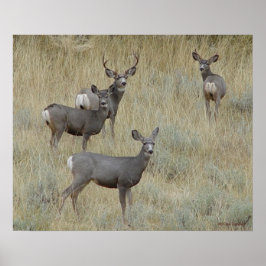 Poster D18 Mule Deer