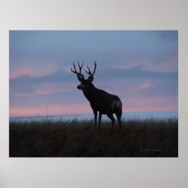 Pôster D3 Mule Deer Sun Rise Buck