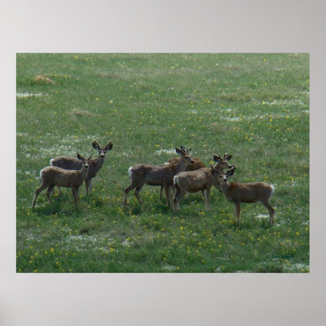 Poster D7 Mule Deer Primavera Bucks on Green (Frente)
