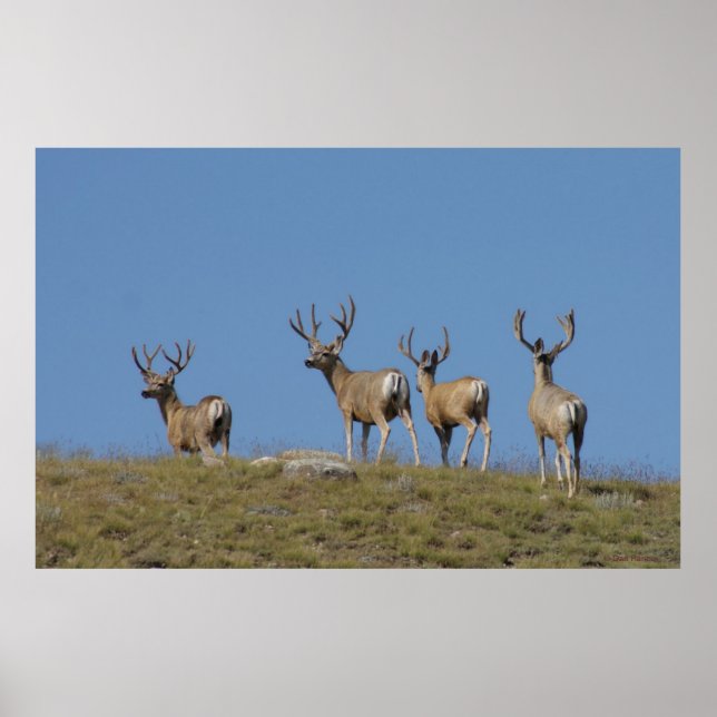 Poster D9 Mule Deer Bucks em Velvet (Frente)
