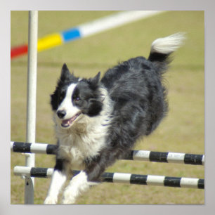 Poster da agilidade de border collie