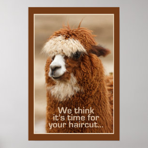 Poster da alpaca