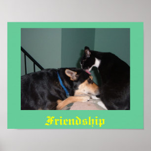 poster da amizade do gato e do cão