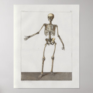 Pôster Da anatomia de esqueleto do vintage de 1867