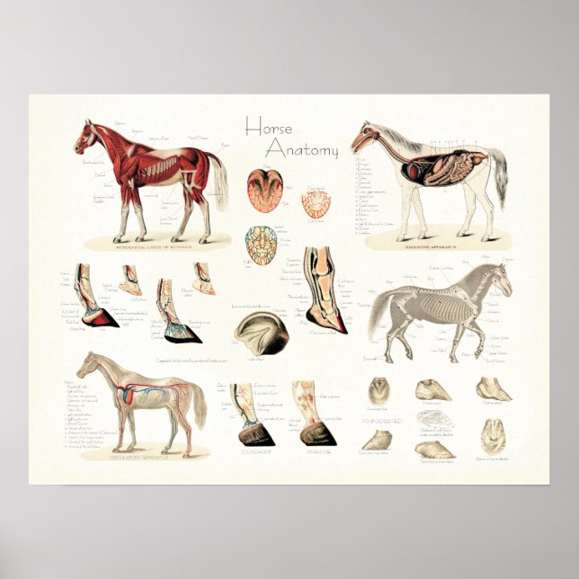Poster da Anatomia do Cavalo (Frente)