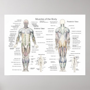 Poster da anatomia do músculo anterior e Posterio