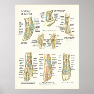 Poster da anatomia do pé e do tornozelo