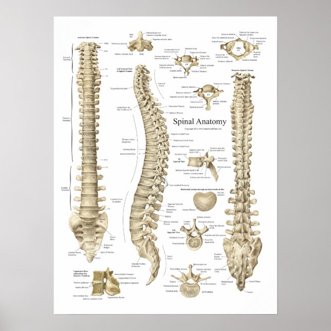 Poster da Anatomia humana espinhal quiroprática (Frente)