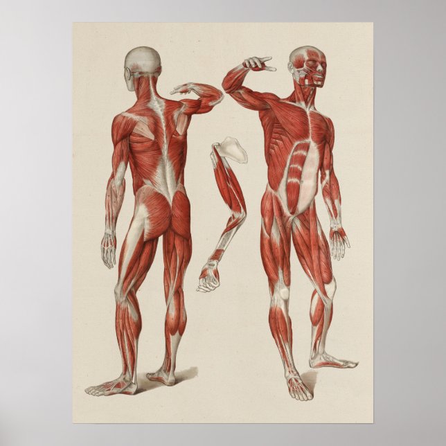 Poster da Anatomia Muscular Humana (Frente)
