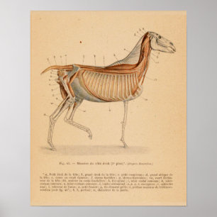 Poster Da anatomia profunda do músculo do cavalo