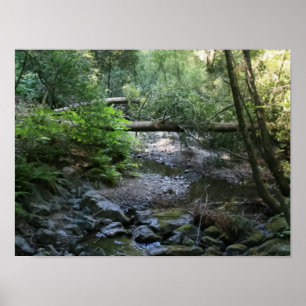 Pôster Da "angra sequóia vermelha", madeiras de Muir