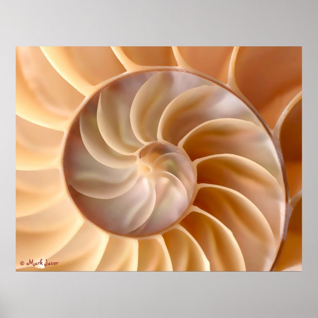 Poster da arquitetura Seashell (Frente)