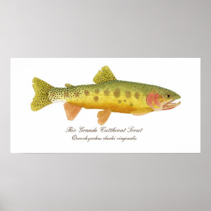 Poster da arte da truta de Cutthroat do Rio Grande