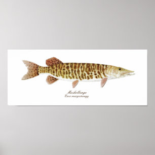 Poster da arte de Muskie