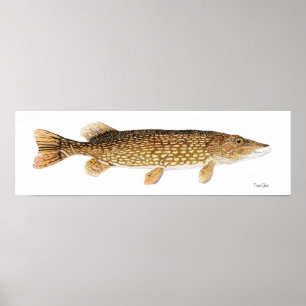 Poster da arte de Pike do norte