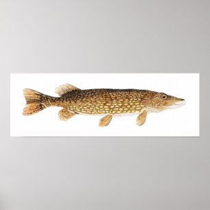 Poster da arte de Pike do norte
