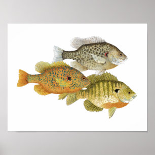 Poster da arte do Sunfish