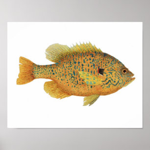 Poster da arte do Sunfish de Pumpkinseed