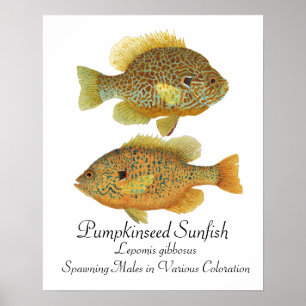 Poster da arte do Sunfish de Pumpkinseed