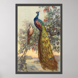 Poster da árvore de pavão-safado Elegante