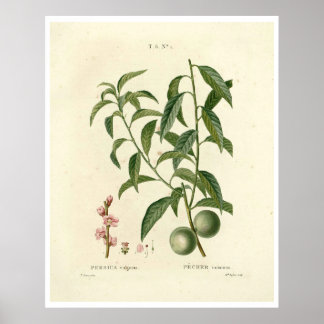 Poster da Árvore de pêssego (Prunus persica) N.1