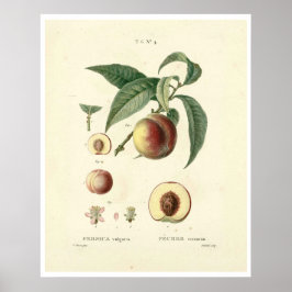Poster da Árvore de pêssego (Prunus persica) N.4