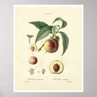 Poster da Árvore de pêssego (Prunus persica) N.4