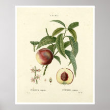 Poster da Árvore de pêssego (Prunus persica) N.6