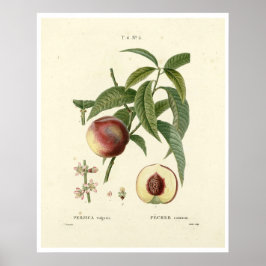 Poster da Árvore de pêssego (Prunus persica) N.6