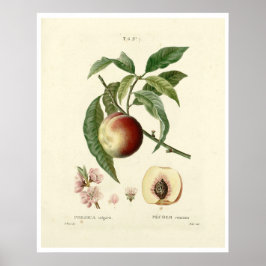 Poster da Árvore de pêssego (Prunus persica) N.7