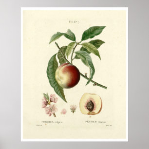 Poster da Árvore de pêssego (Prunus persica) N.7
