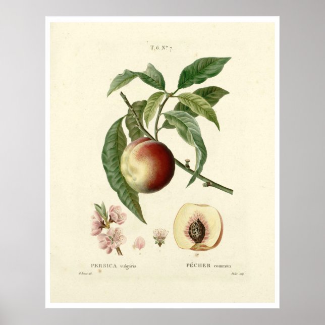 Poster da Árvore de pêssego (Prunus persica) N.7 (Frente)