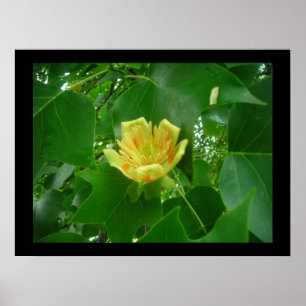 Poster da árvore de tulipa