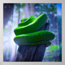 Poster da árvore verde assinatura Python (A)